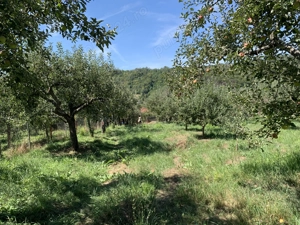 Livada 1100 mp în intravilan, de vânzare   Comuna Botești, Județul Argeș - imagine 4