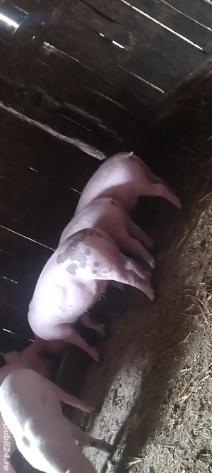 vand porci si grăsuni  - imagine 3