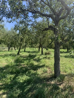 Livada 1100 mp în intravilan, de vânzare   Comuna Botești, Județul Argeș - imagine 7