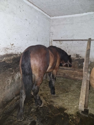 Vand manz   - imagine 4