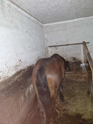 Vand manz   - imagine 2