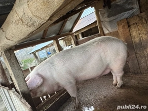 Porc de vanzare  - imagine 5