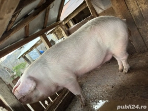 Porc de vanzare  - imagine 2