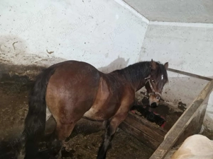 Vand manz   - imagine 3