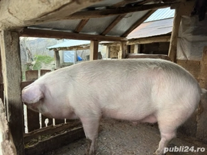 Porc de vanzare 
