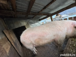 Porc de vanzare  - imagine 4