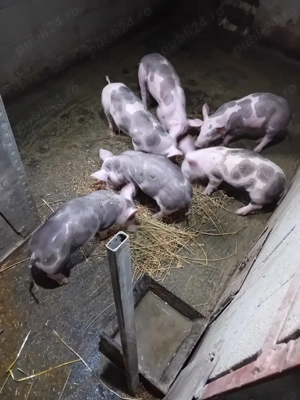 Vând purcei de 7 săptămâni 