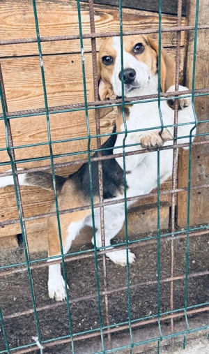 Beagle cățelușa 8 luni