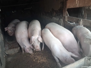 De vânzare  - imagine 5