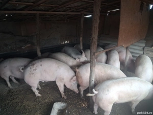 De vânzare  - imagine 4