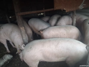 De vânzare  - imagine 2