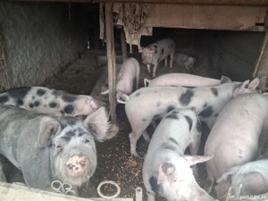 De vânzare  - imagine 3