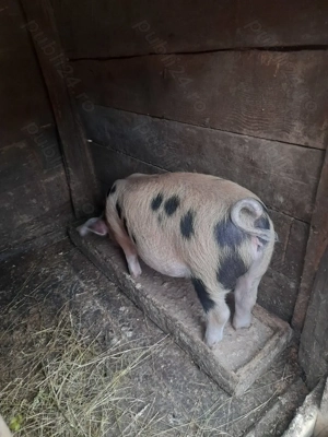 Vând scrofiță - imagine 2