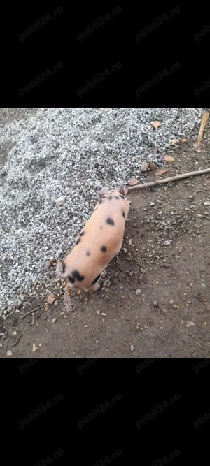 Vând scrofiță - imagine 3