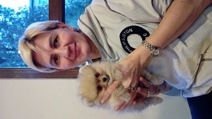 Mini toy pomeranian - imagine 5