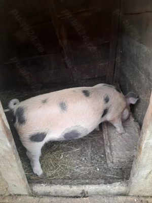 Vând scrofiță - imagine 4