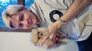Mini toy pomeranian - imagine 4