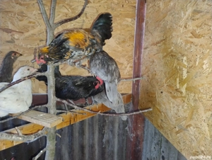 cocosi pitici si perechi - imagine 5