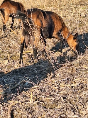 Vând capre alpine franceze  - imagine 3