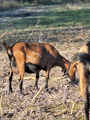 Vând capre alpine franceze 