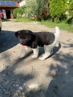 În căutare de căsuța! Puiuți de Akita American  - imagine 2