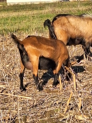 Vând capre alpine franceze  - imagine 2