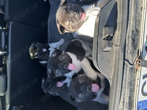 În căutare de căsuța! Puiuți de Akita American  - imagine 3