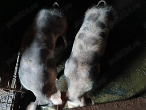 Porci de vânzare,  6-7 luni  