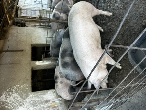 Vând Grostei de țară 