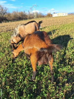 Vând capre alpine franceze  - imagine 5