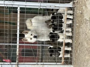 În căutare de căsuța! Puiuți de Akita American  - imagine 4