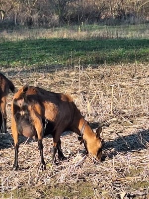 Vând capre alpine franceze  - imagine 4