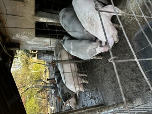 Vând Grostei de țară  - imagine 2