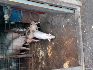 purcei de vanzare  - imagine 2