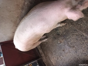 disponibil  - imagine 3