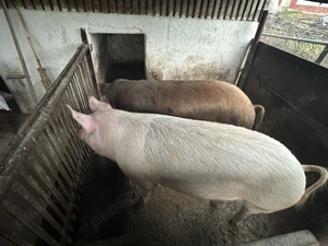 Vand porc  - imagine 2