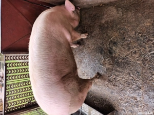 disponibil  - imagine 2