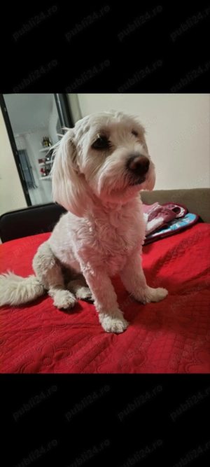De vânzare Bichon  Femela - imagine 2