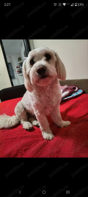 De vânzare Bichon  Femela