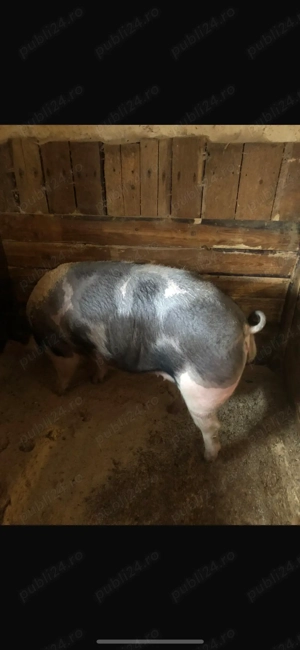 Vand porci - imagine 2