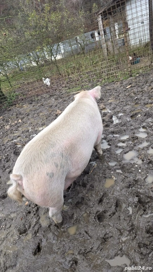 vand porc 300kg - imagine 3