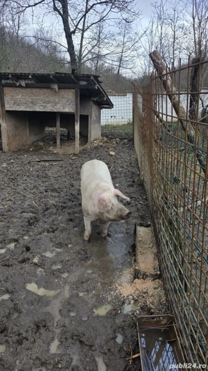 vand porc 300kg - imagine 2