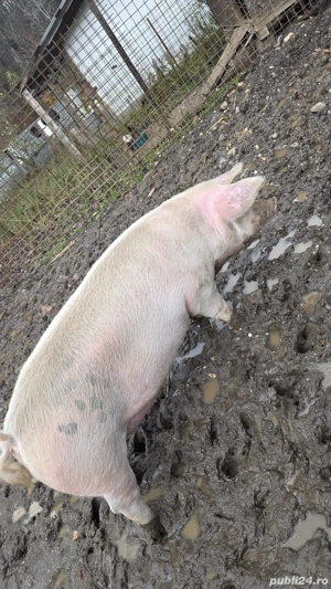 vand porc 300kg - imagine 5