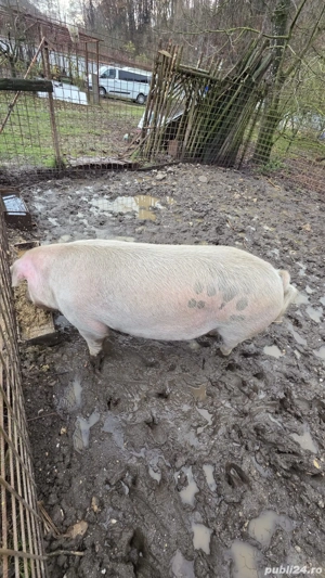 vand porc 300kg - imagine 4