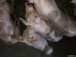 Porci  de vanzare