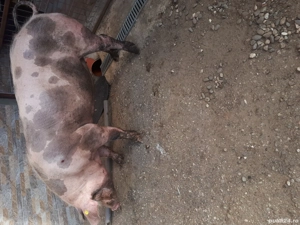 Porci  de vanzare - imagine 2