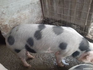 vand 3 porci - imagine 2