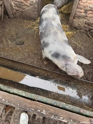 vand porc petrean  - imagine 2