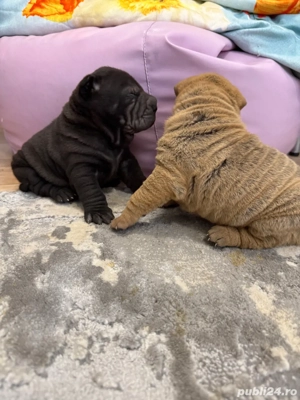 Shar pei  sharpei !! - imagine 2