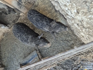 Vand porc mangalita - imagine 4